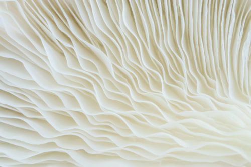 The-Cellular-Clean-up-Molecule-Spermidine-Holistic-Health-1