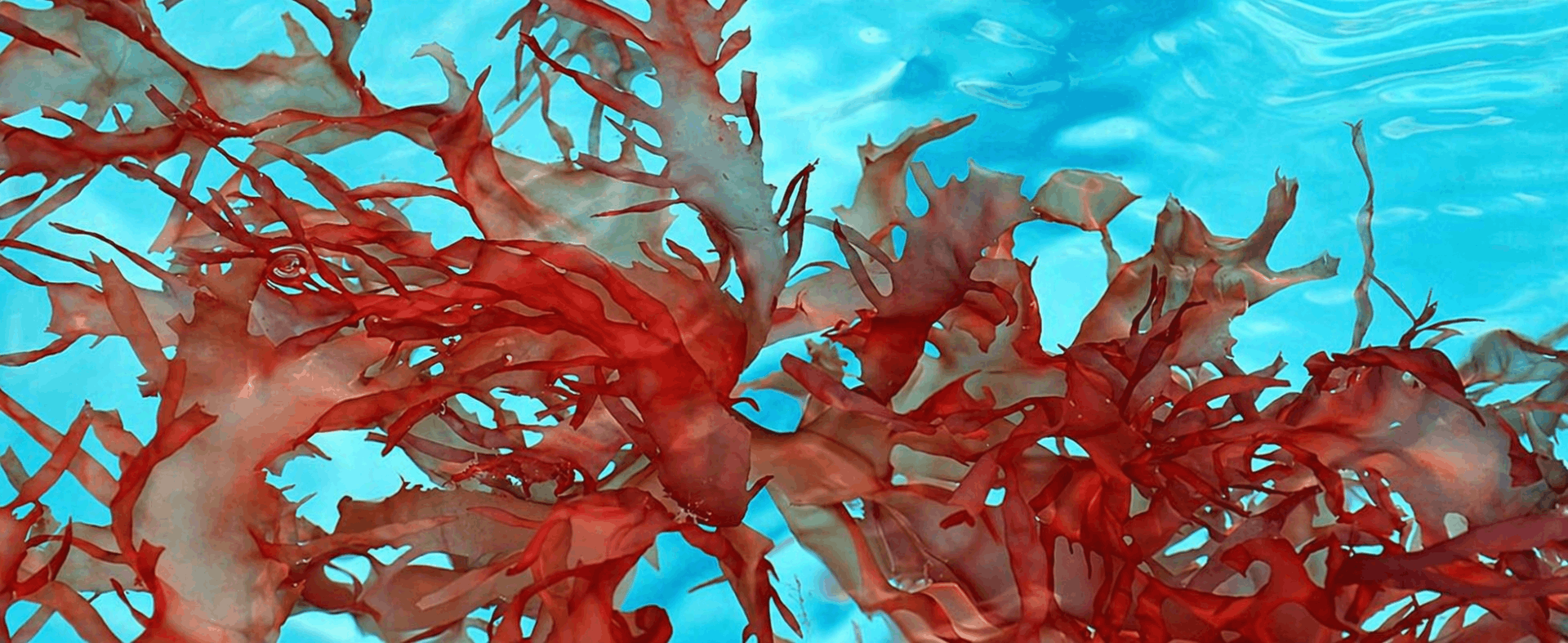Astaxanthin Supplement - Holistic Health