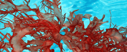 Astaxanthin Supplement - Holistic Health