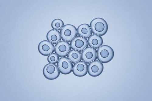 Cellular Harmony Starts with Clearing Zombie Cells - Holistic Health